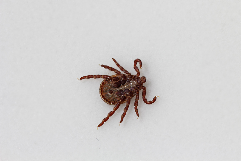 Una zecca in casa?  Sì, Dermacentor marginatus, maschio (Ixodidae)